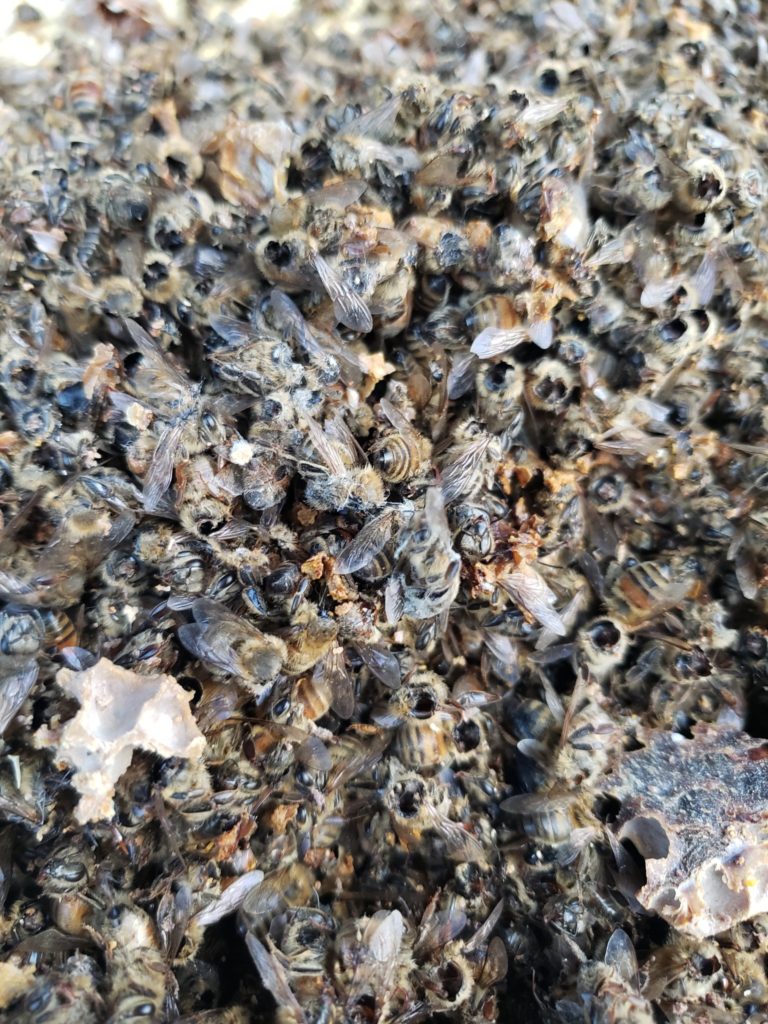dead honey bees from murder hornets