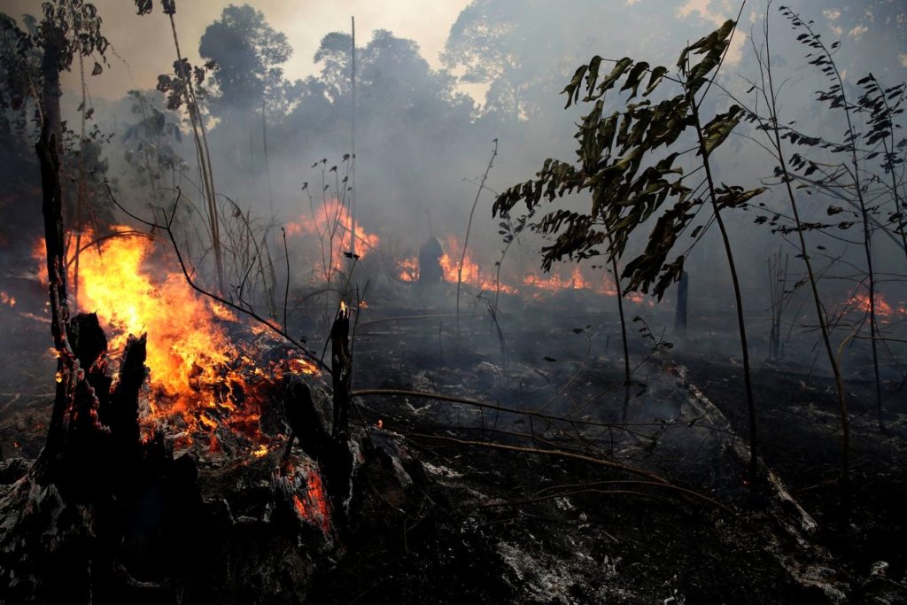 Amazon Rain Forest 