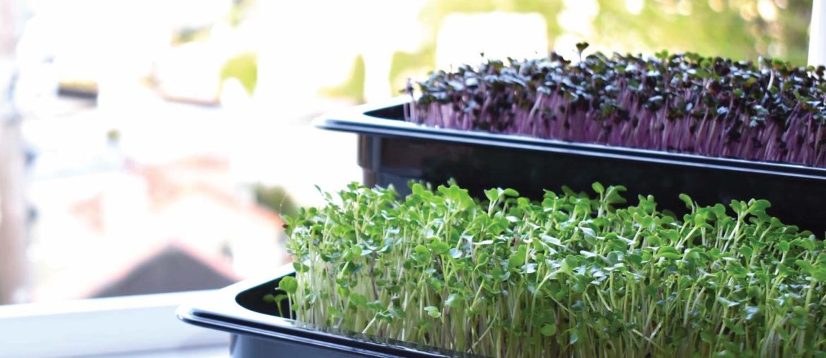 hamama microgreens