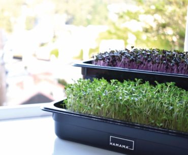 hamama microgreens