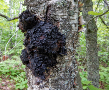 chaga mushroom