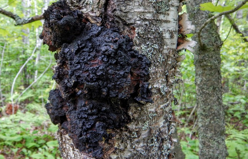 chaga mushroom