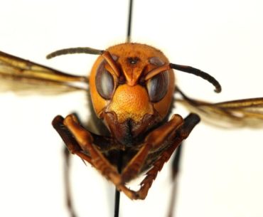 asian murder hornet