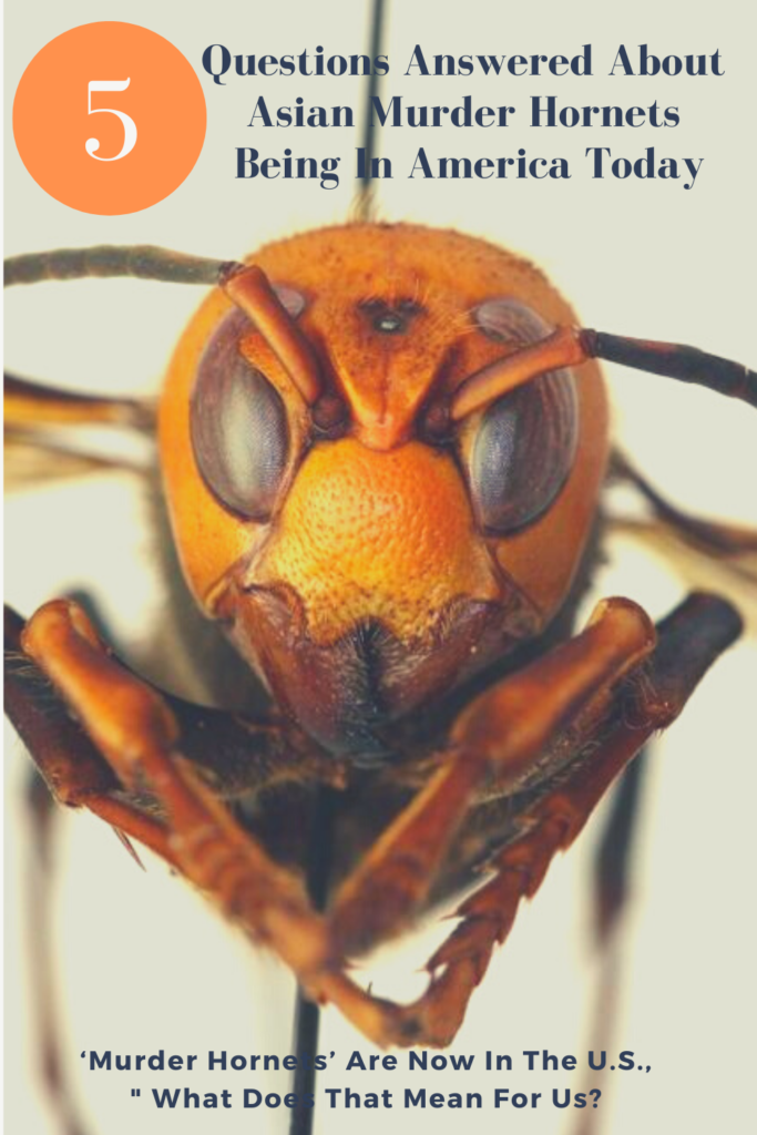 asian murder hornets in the united states