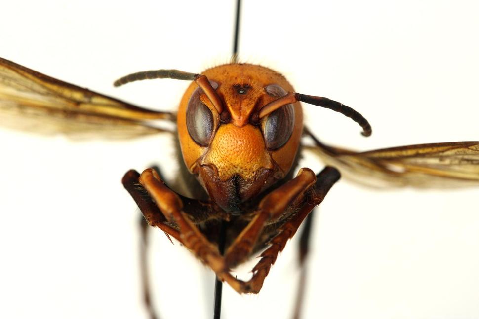 asian murder hornet